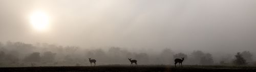 Impala in Fog at Sunrise