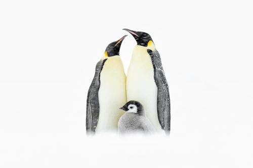 Emperor Penguins and  Chick Antarctica