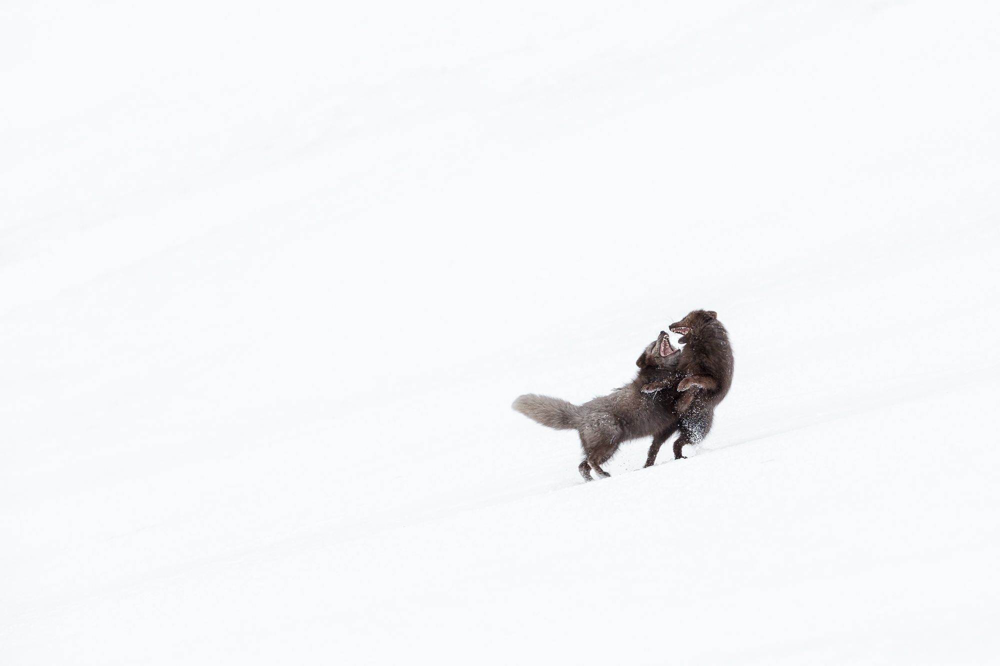 Blue Morph Arctic Fox