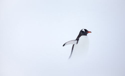 6_1gentoo_snow_antarctica.jpg