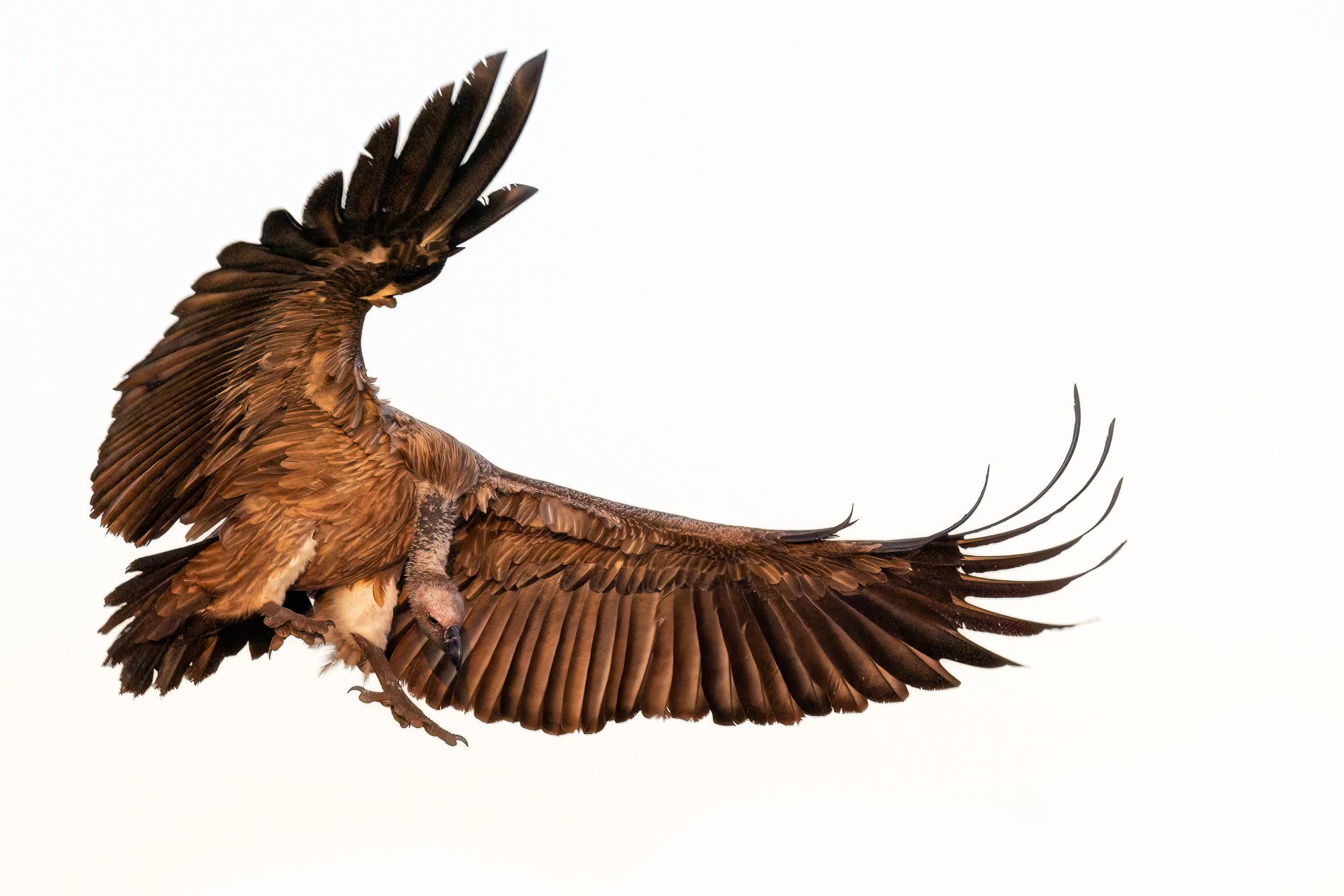 White Backed Vulture