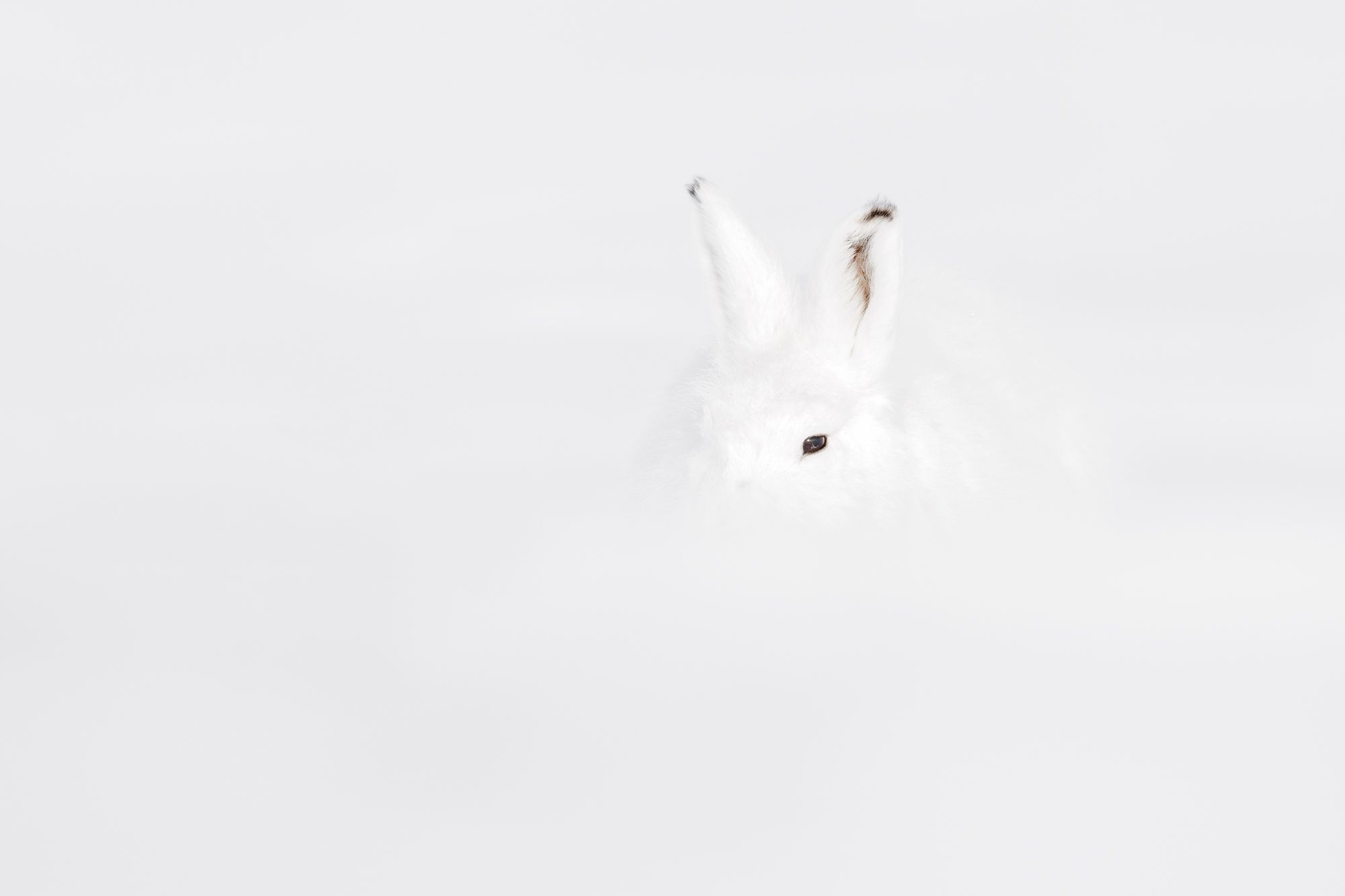 Arctic Hare Photography
