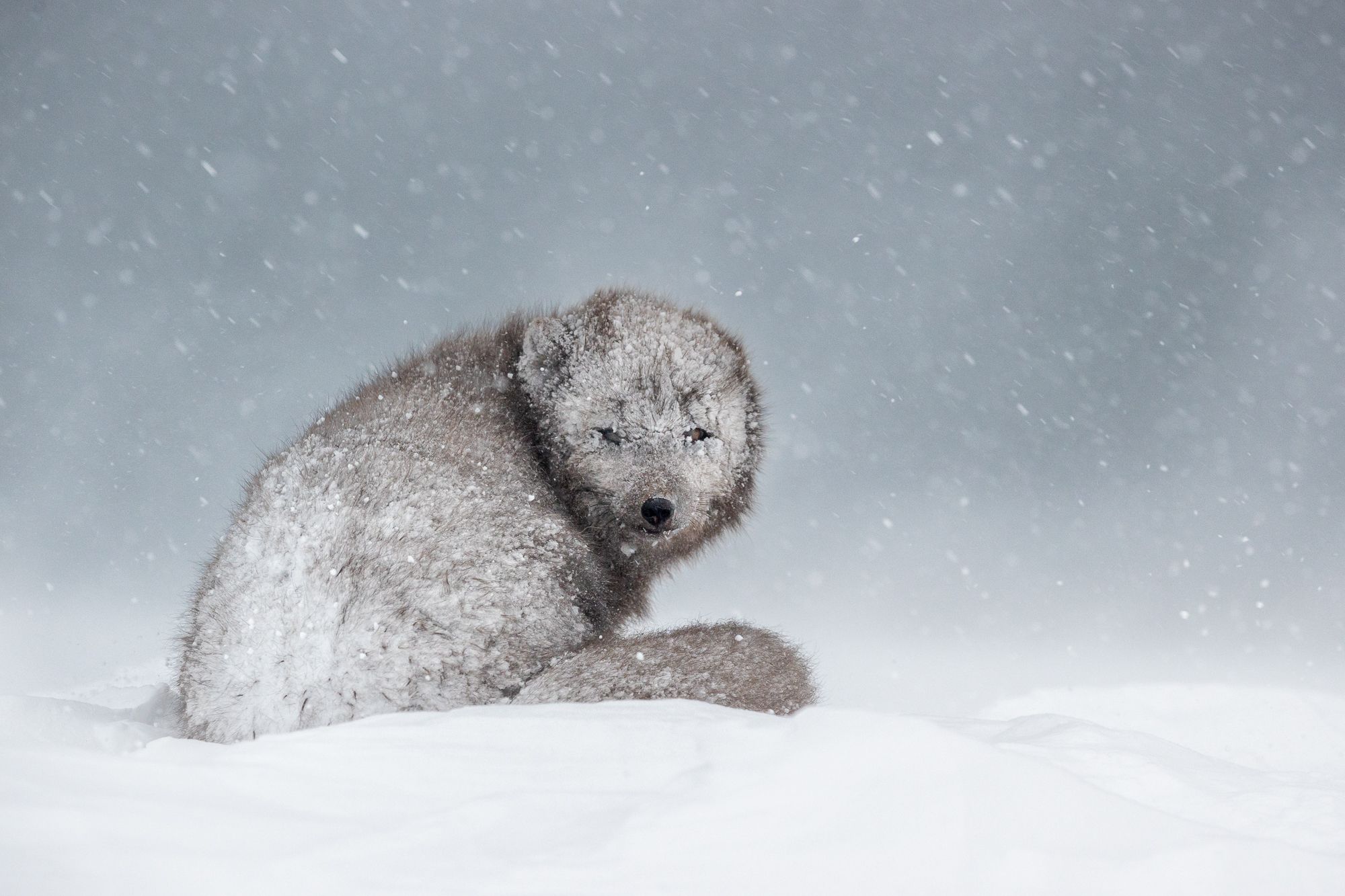 Blue Morph Arctic Fox