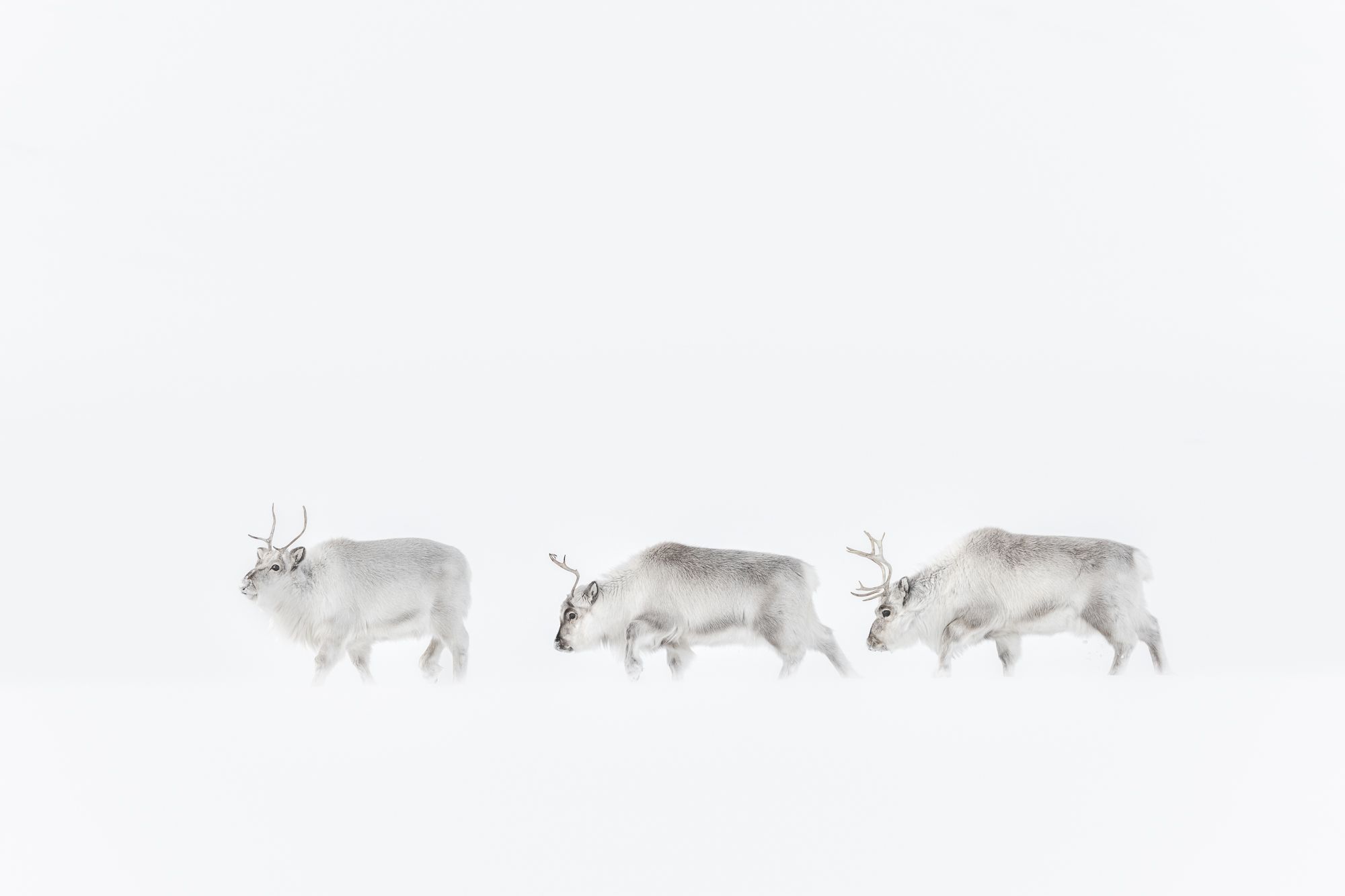 Reindeer in Snow in the Arctic
