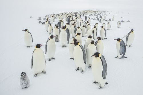 Antarctica Emperor Penguin Wildlife Photography by Joshua Holko Emperor Penguin