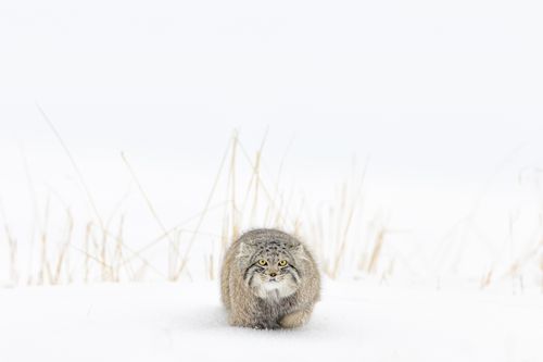 Pallas Cat in Snow in Mongolia