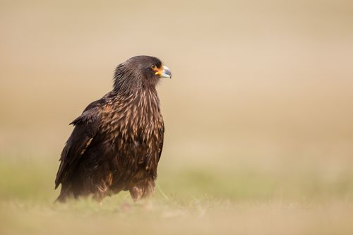 Falklands-6.jpg