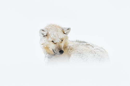 Greenland Sled Dog