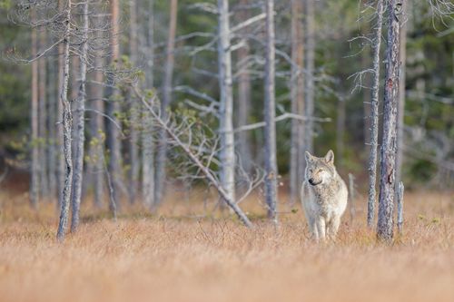 Wolf on the Finland border with Russia