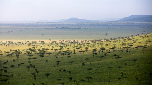 Tanzania Serengeti Great Migration