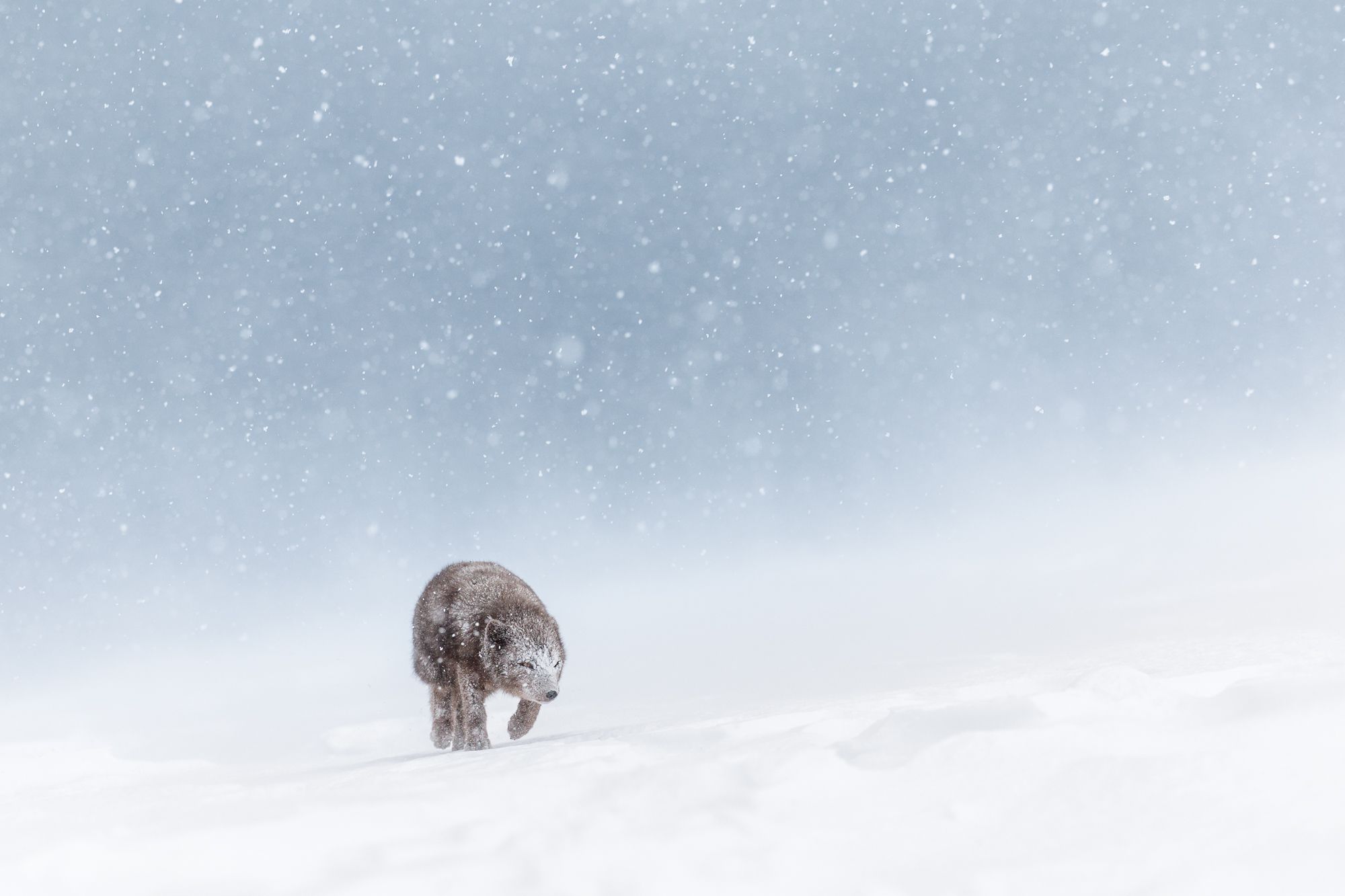 Arctic Fox Photography
