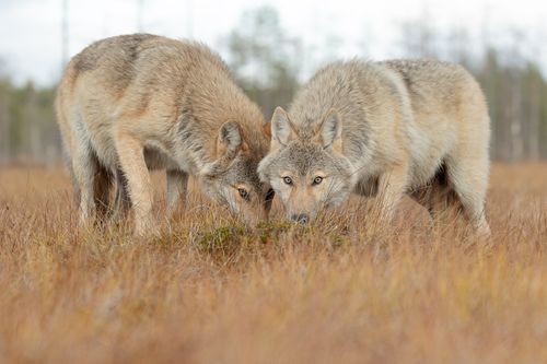 Wolf on the Finland border with Russia