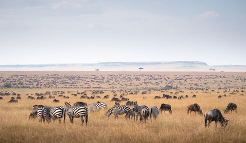 Tanzania Serengeti Great Migration