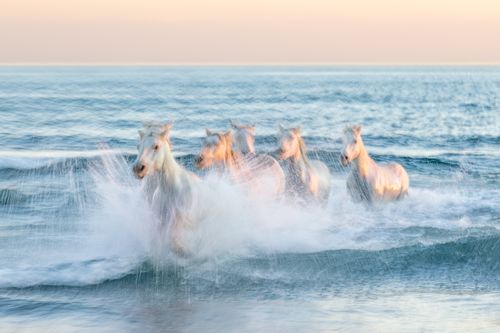 White Horses of the Camargue