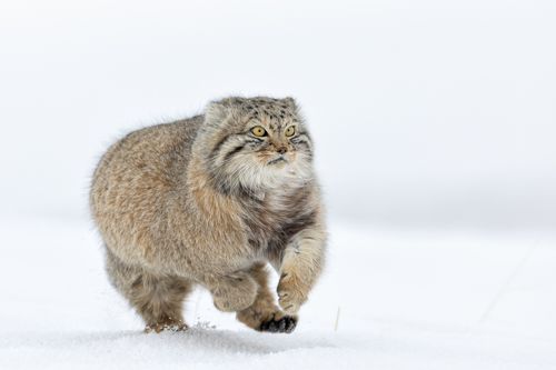 Pallas Cat in Snow in Mongolia