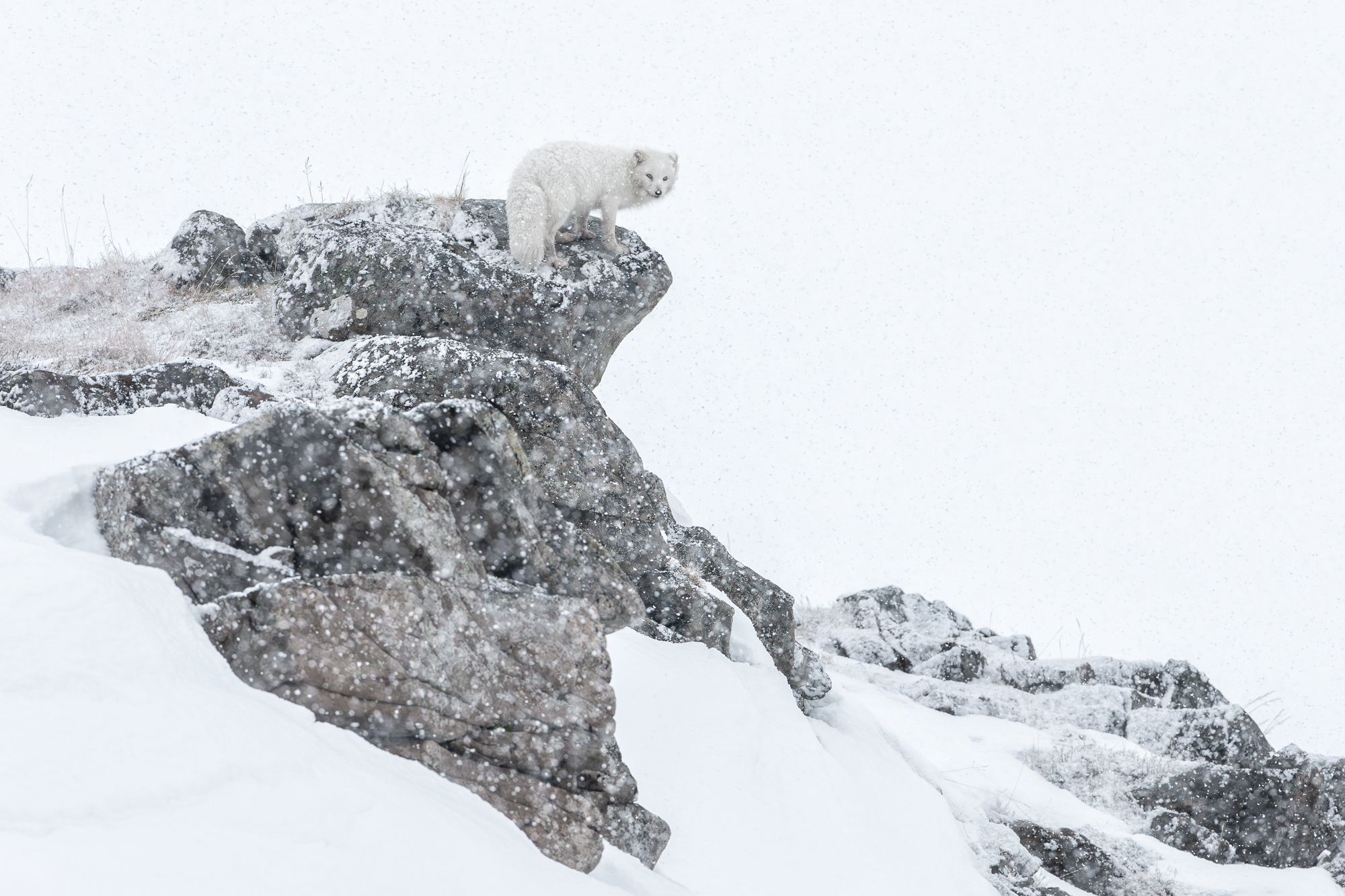 White Morph Arctic Fox