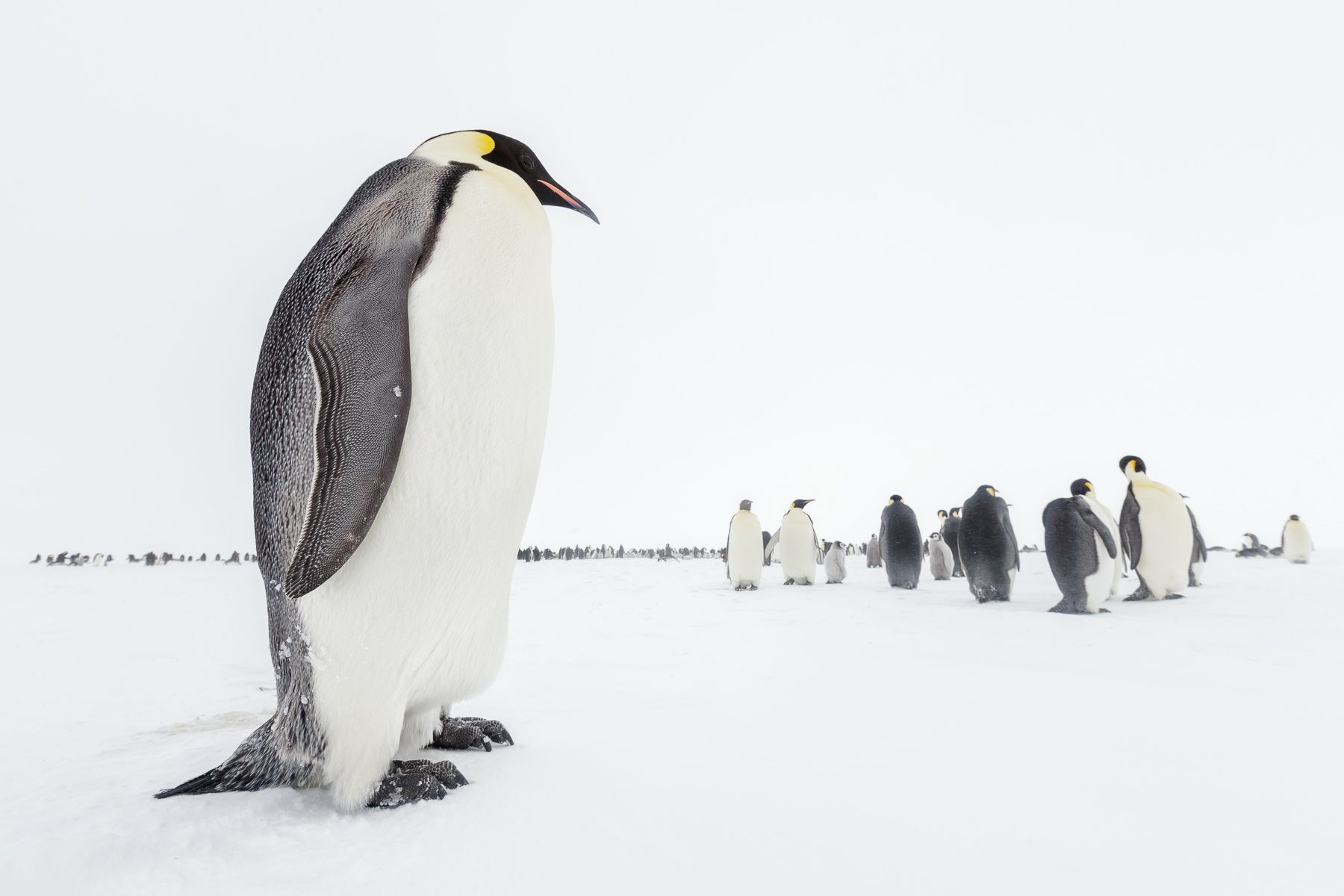 Emperor Penguin