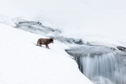 Arctic Fox at waterfall by Joshua Holko Arctic Fox at waterfall