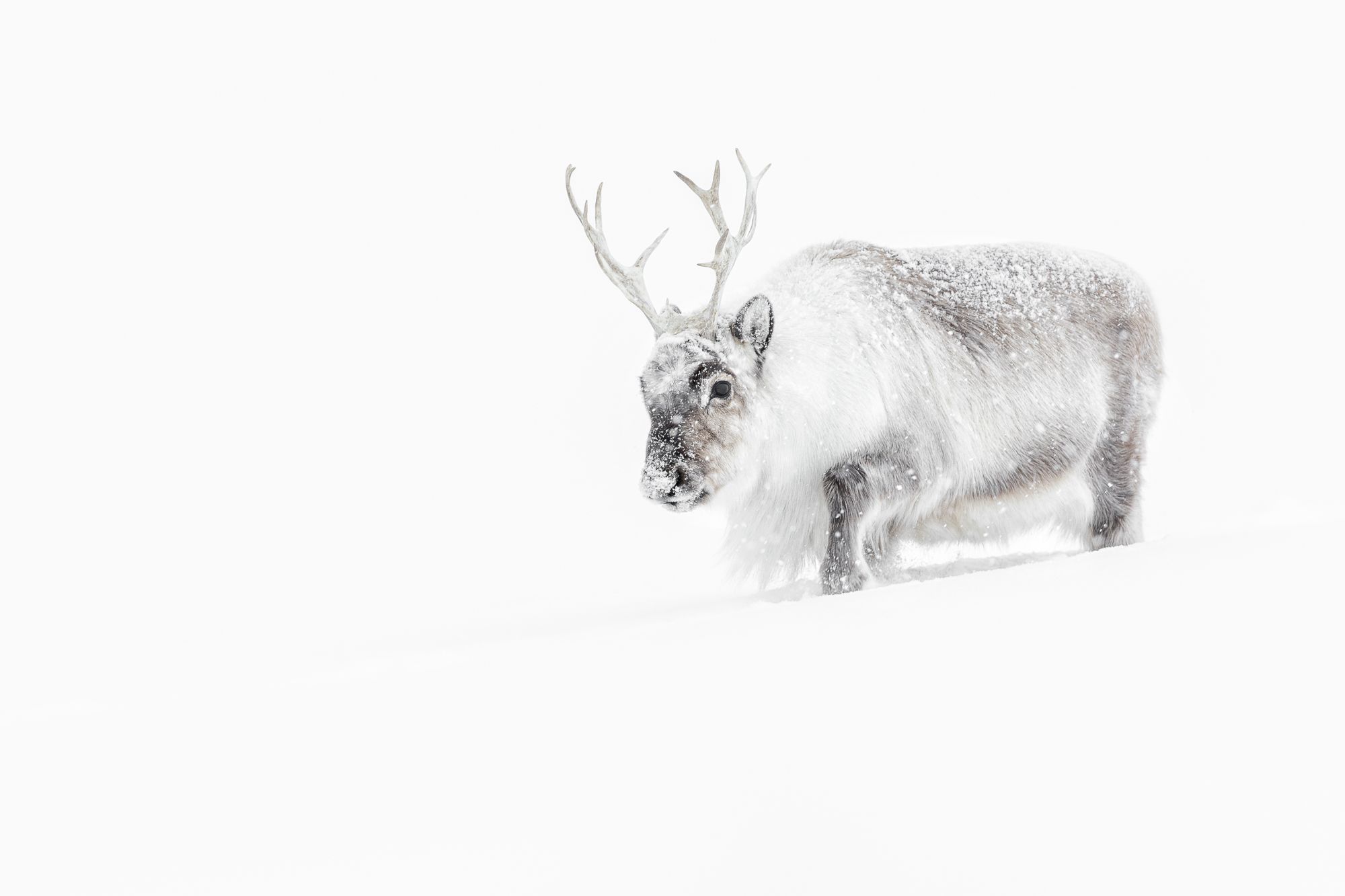 Reindeer in Snow in the Arctic