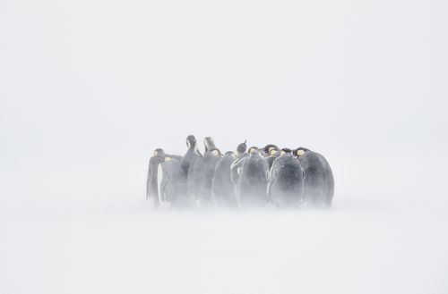 Emperor Penguin