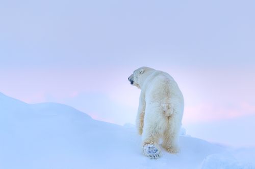 Svalbard-Winter-7.jpg
