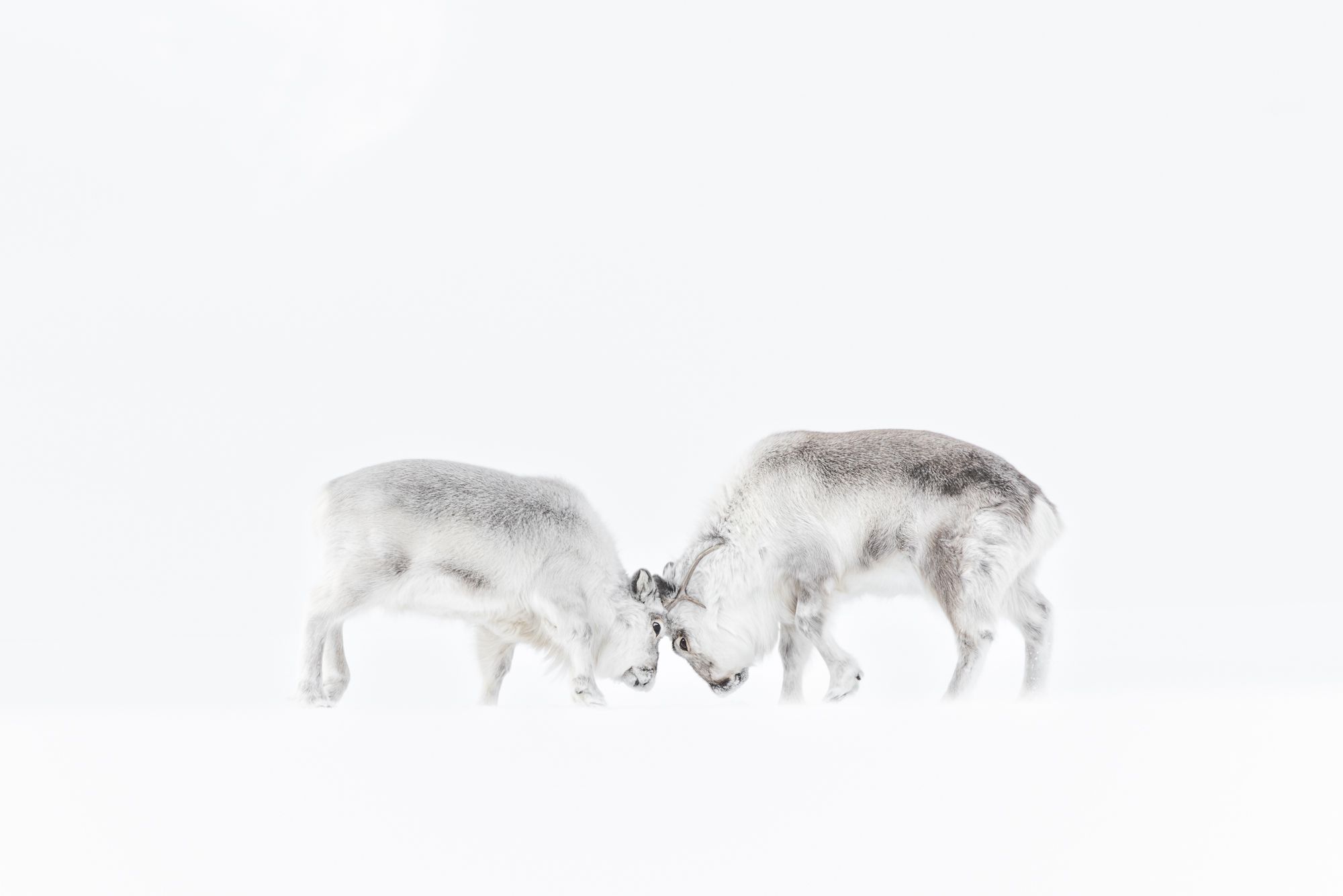 Reindeer in Snow in the Arctic