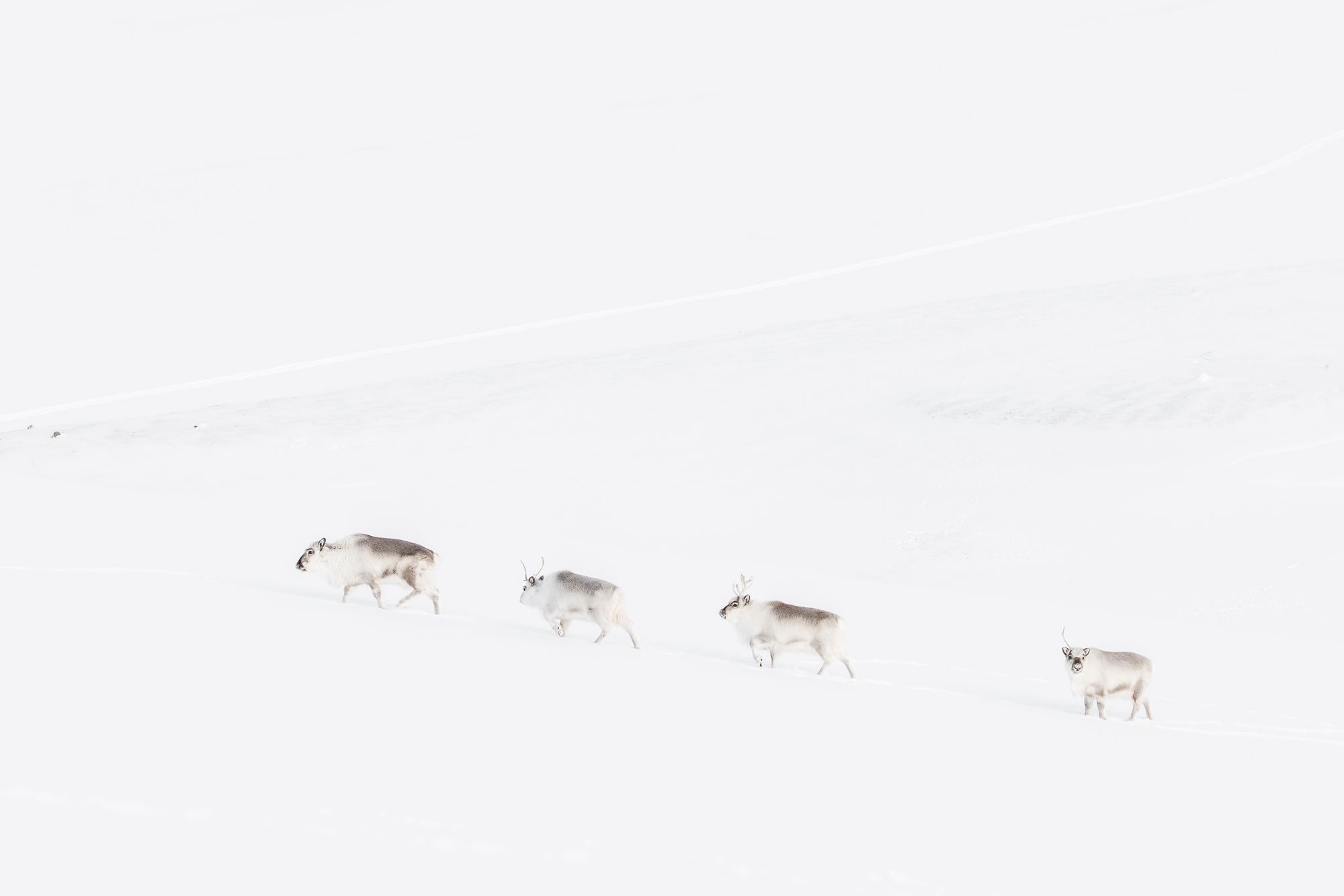 Reindeer in Snow in the Arctic
