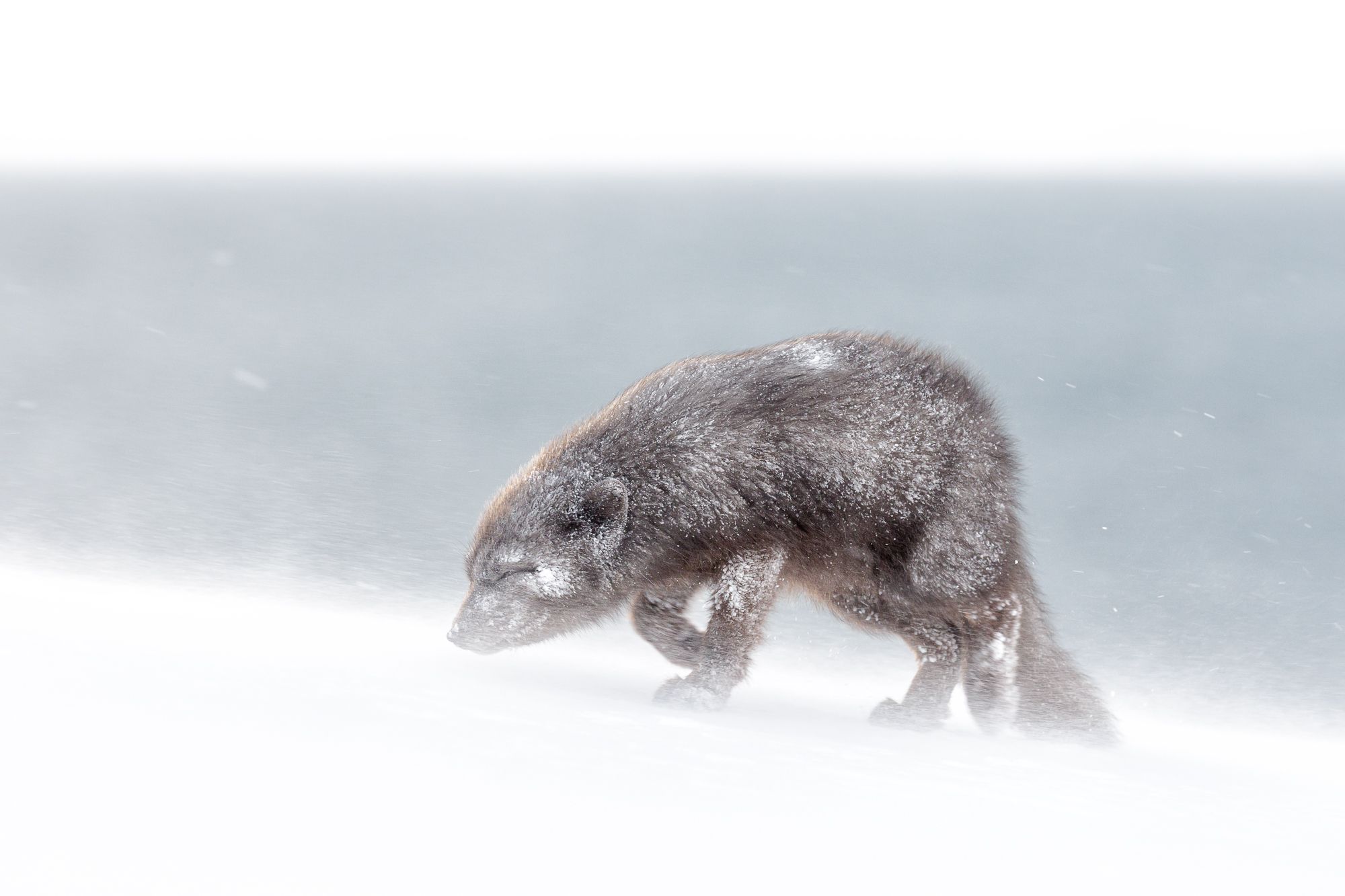 Blue Morph Arctic Fox