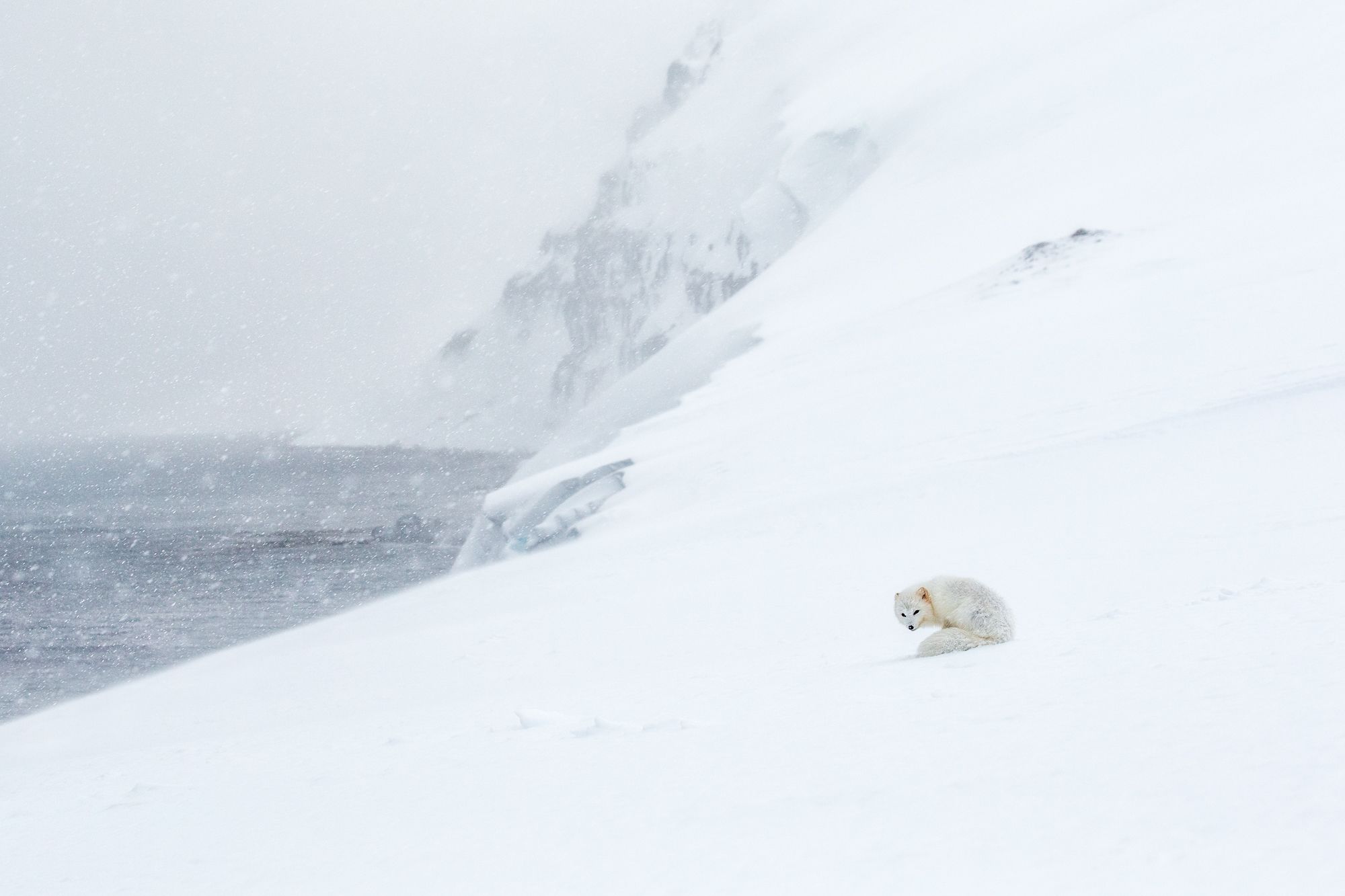 White Morph Arctic Fox