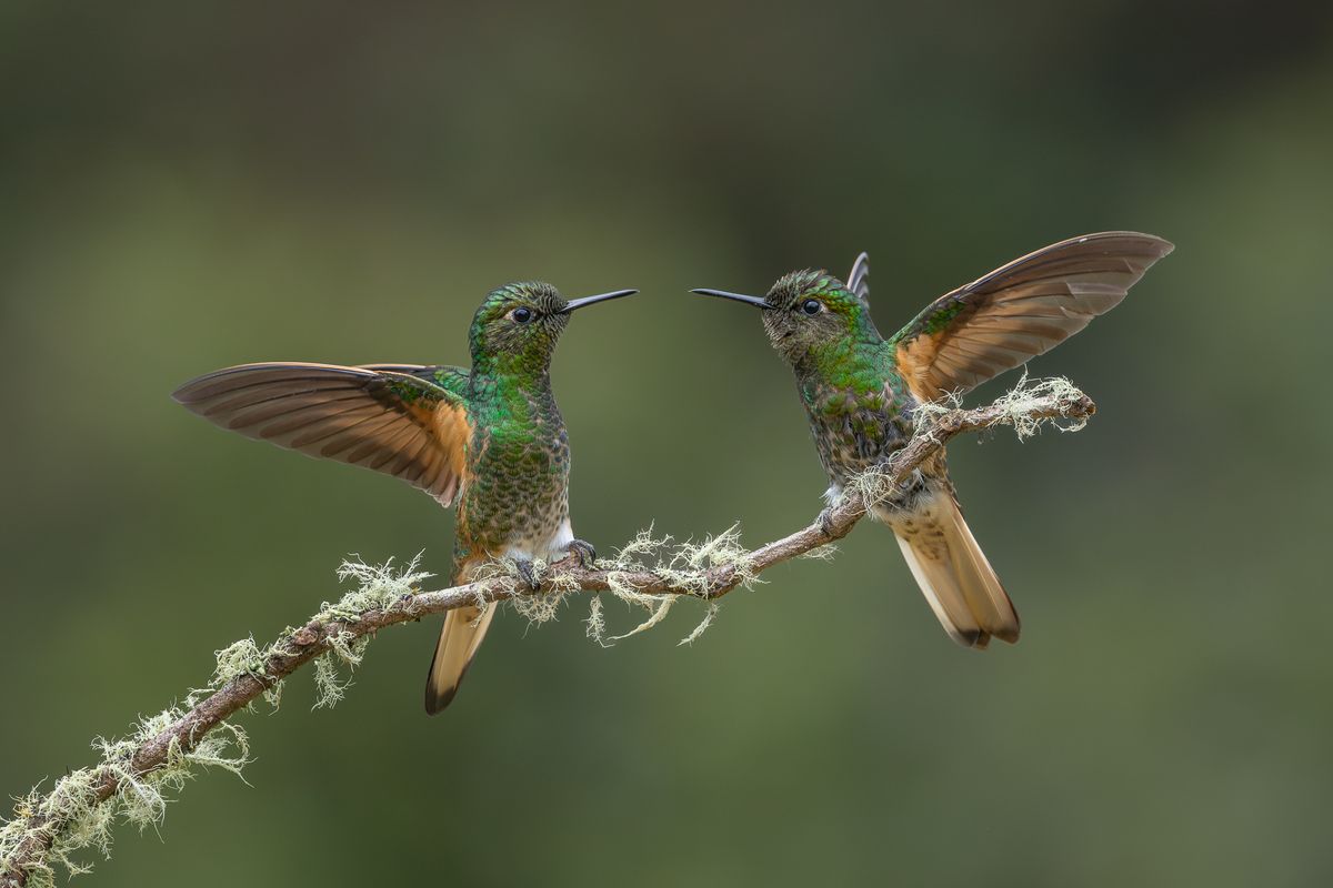 Hummingbirds in Colombia