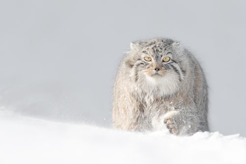 Pallas Cat in Snow in Winter in Mongolia