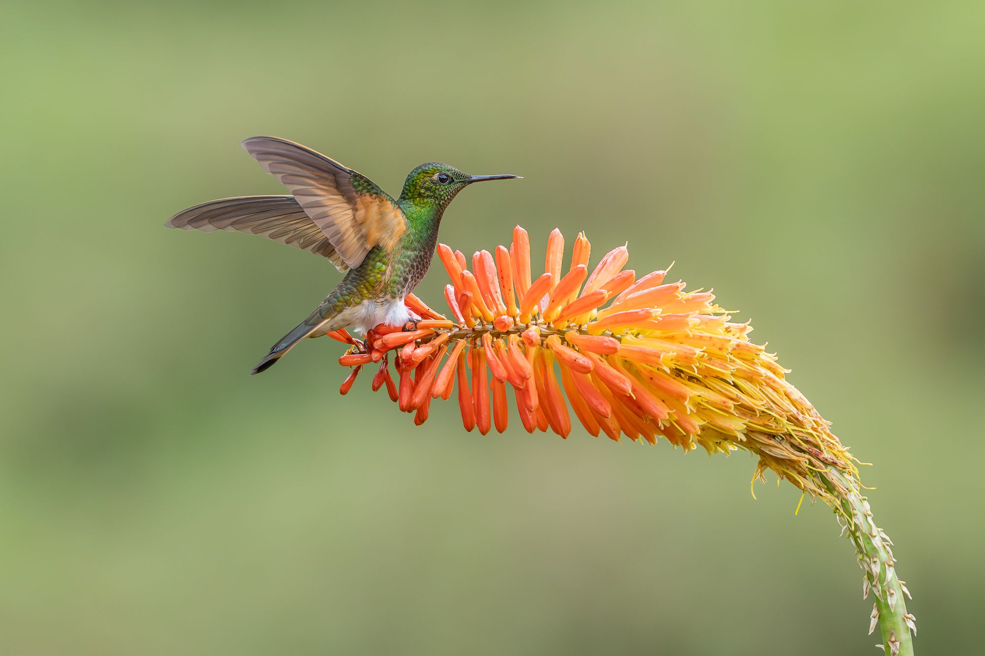 Hummingbird