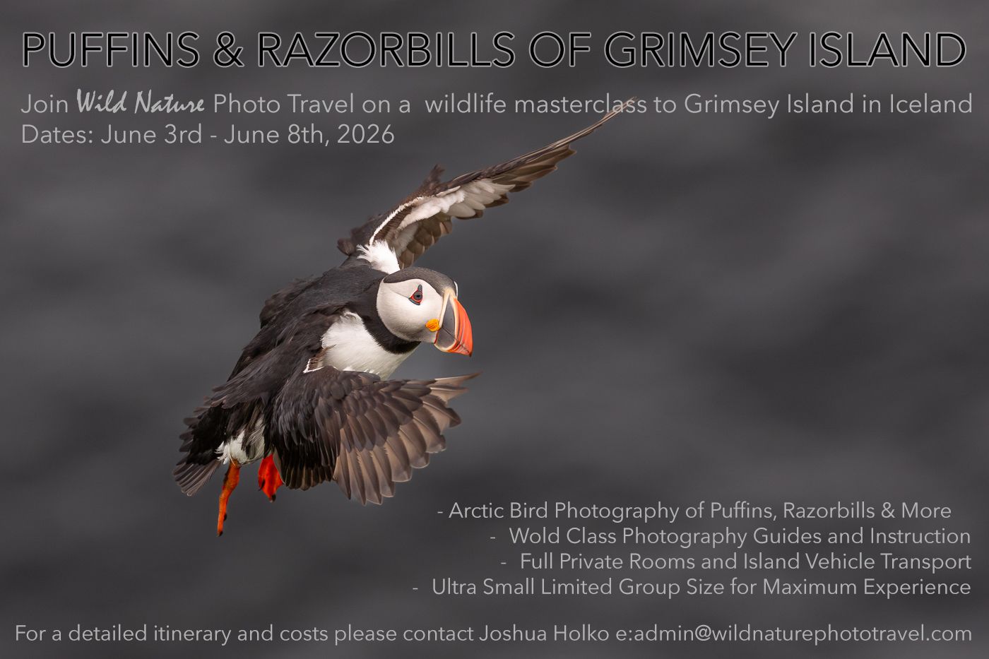 Puffins and Razorbills of Grimsey Island