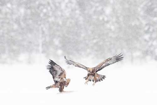 Golden Eagles Fighting in Snow Golden Eagles Fighting in Snow