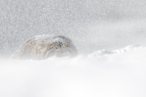 Pallas Cat in Snow in Winter in Mongolia