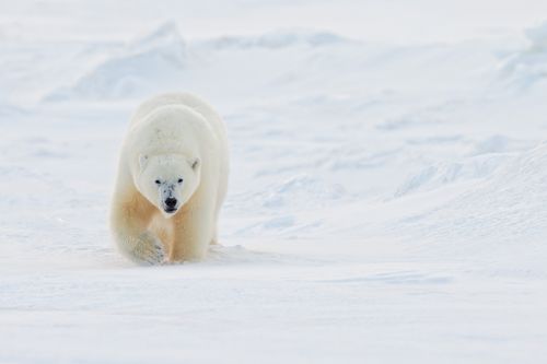 Svalbard-24.jpg