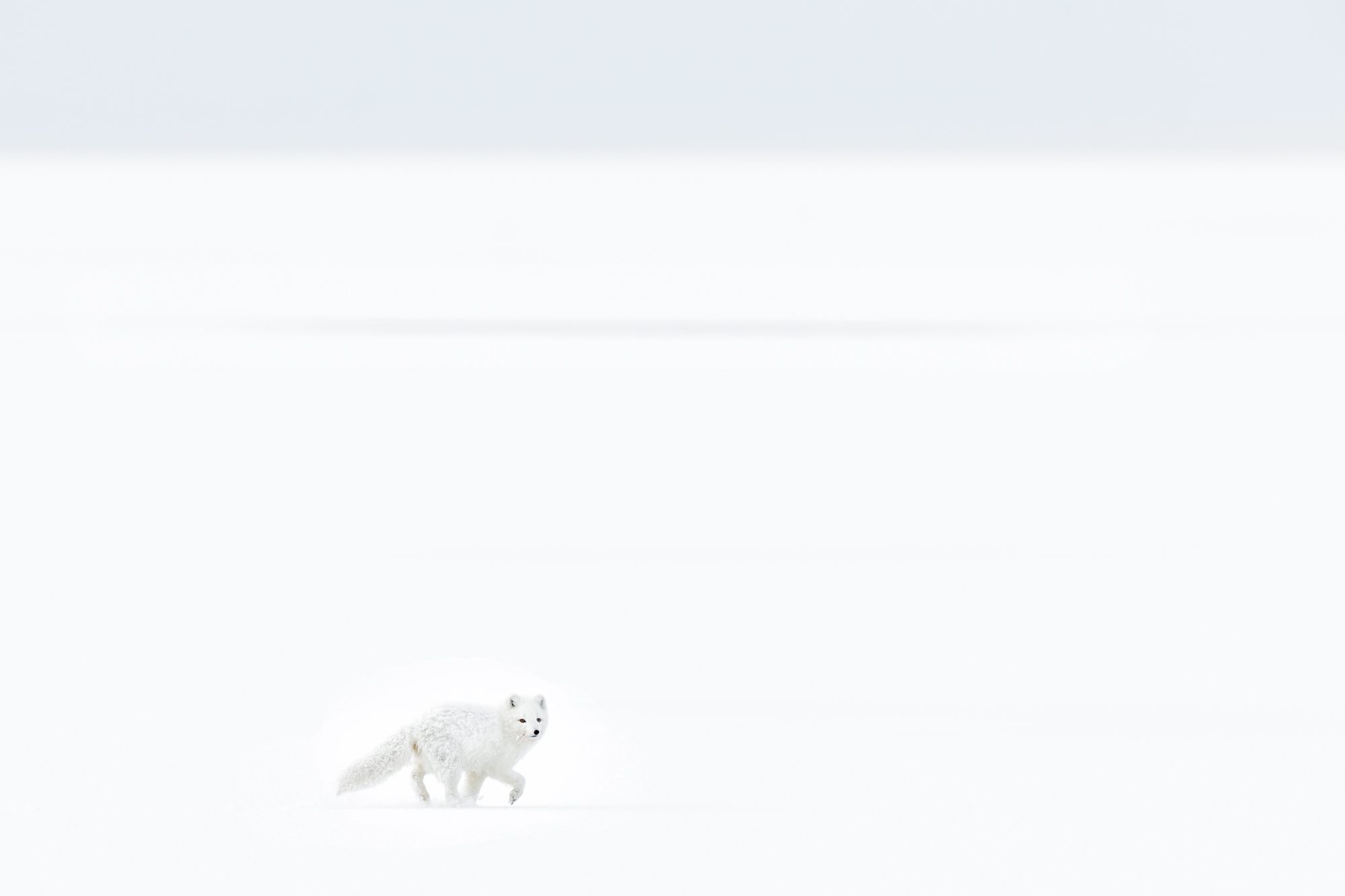 White Morph Arctic Fox