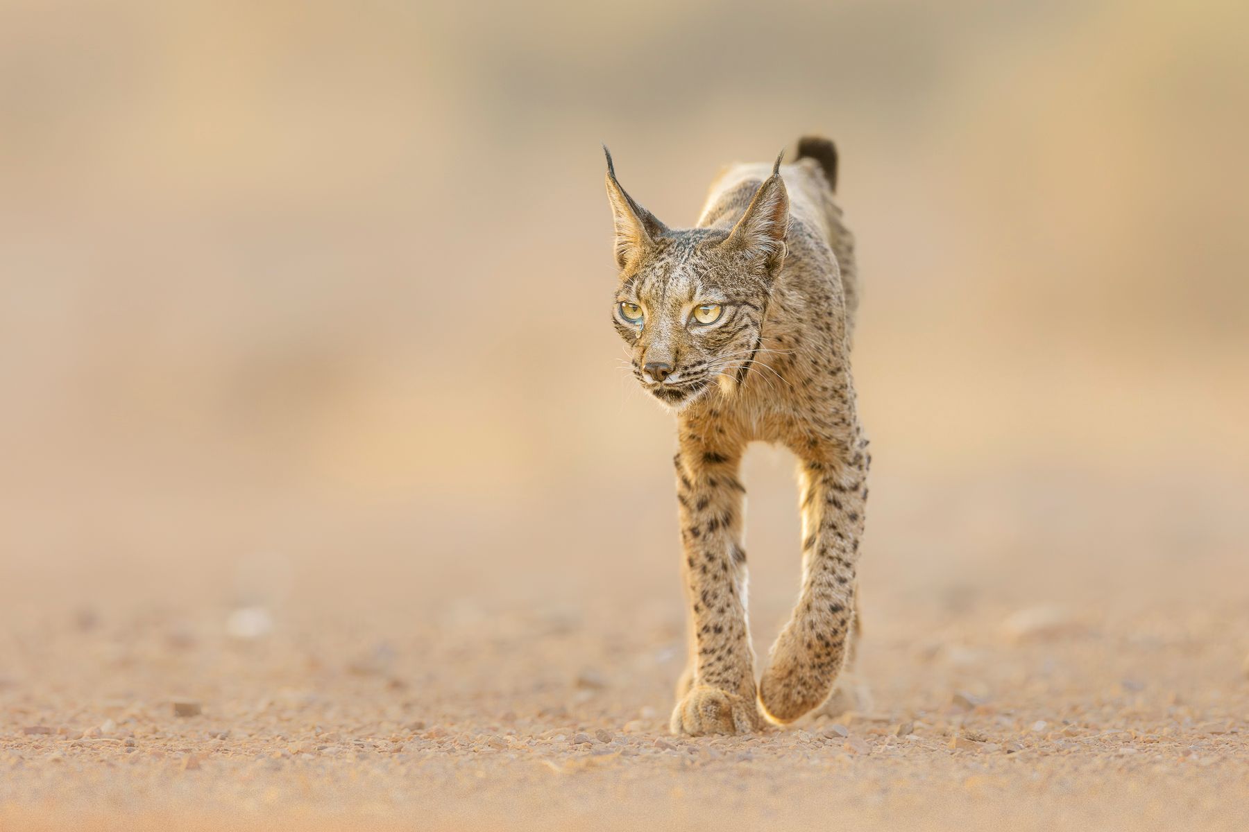 Iberian Lynx
