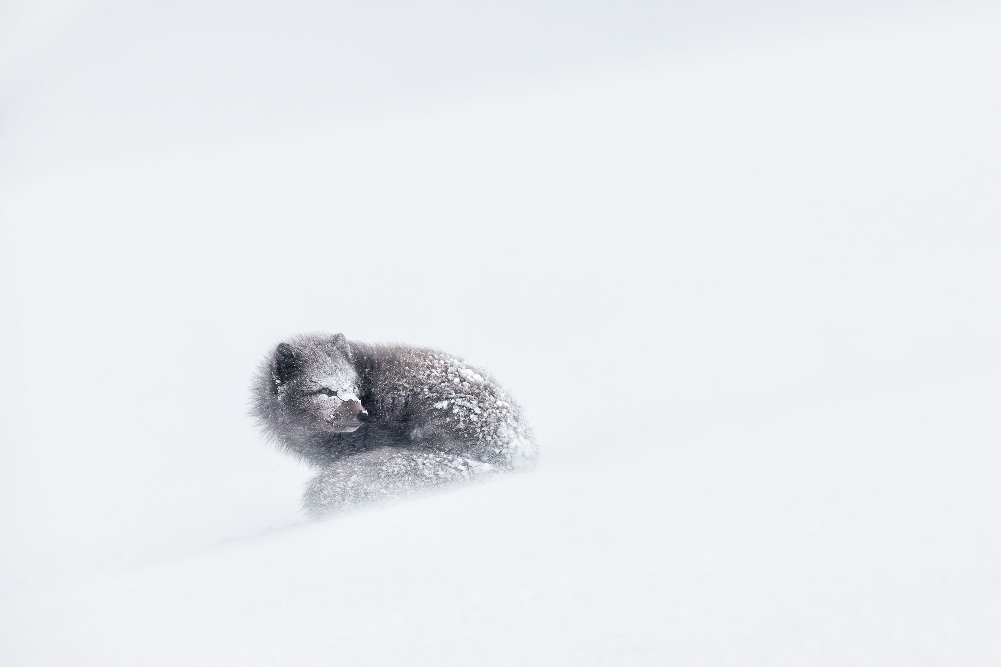 Blue Morph Arctic Fox