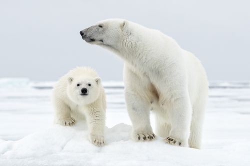 Polar Bear Mother and Cub