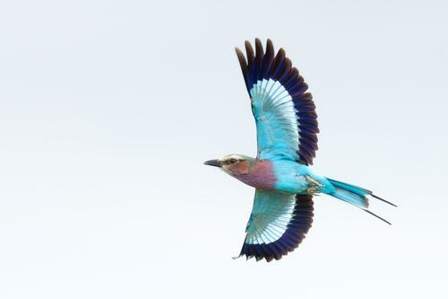 Lilac Roller