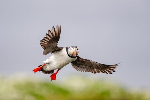 Atlantic Puffin 