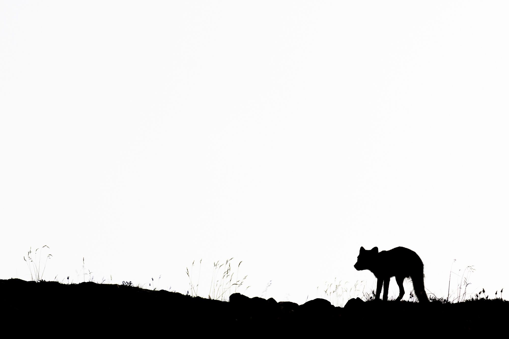 Arctic Fox Silhouette