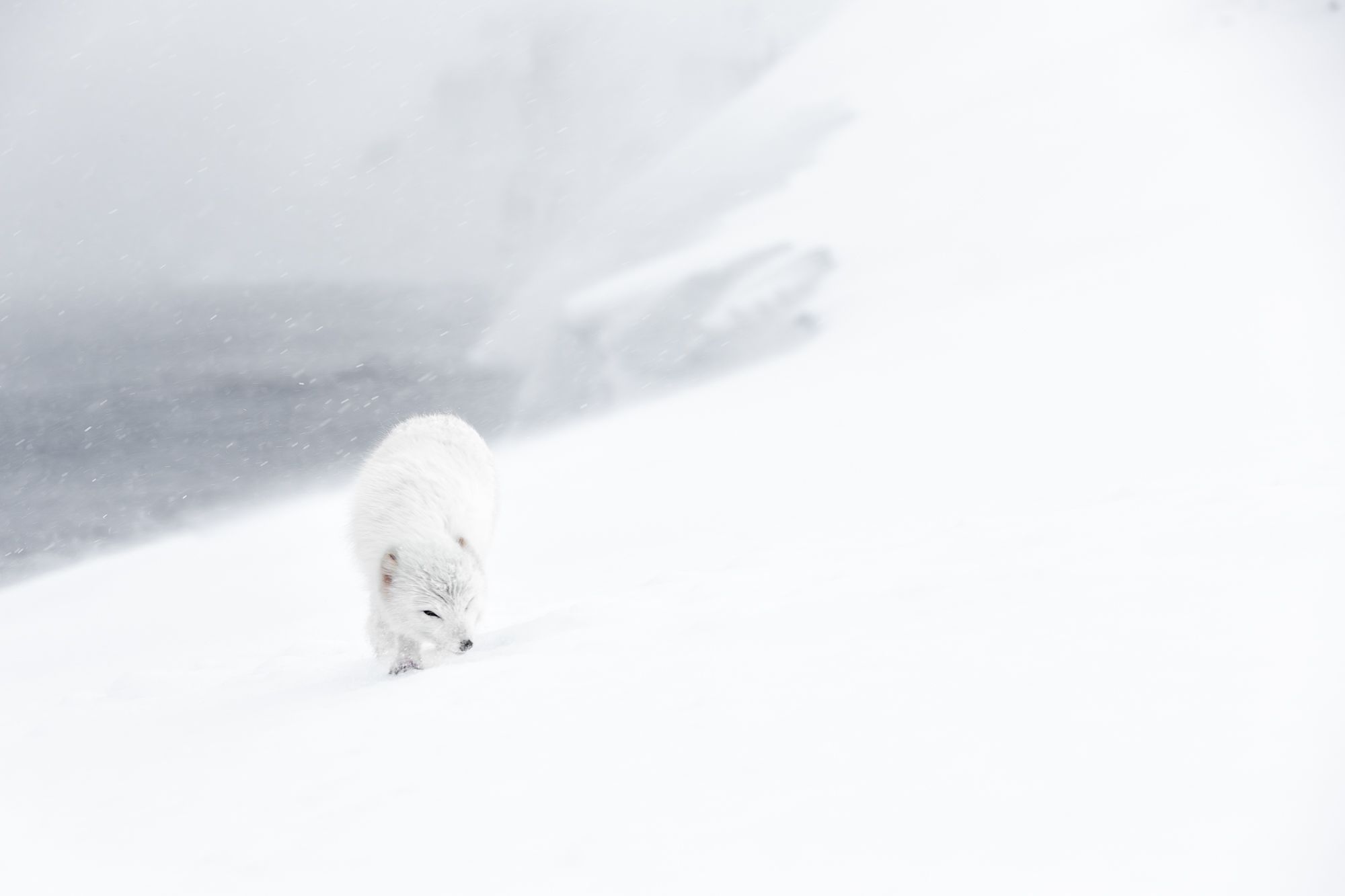 White Morph Arctic Fox 