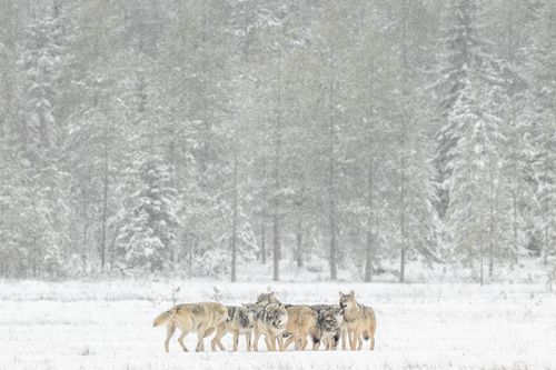 finlandwinter-6-holko.jpg