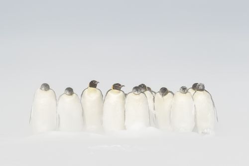 Emperor Penguin