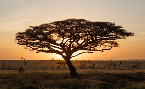 Tanzanis Serengeti Photo Safari