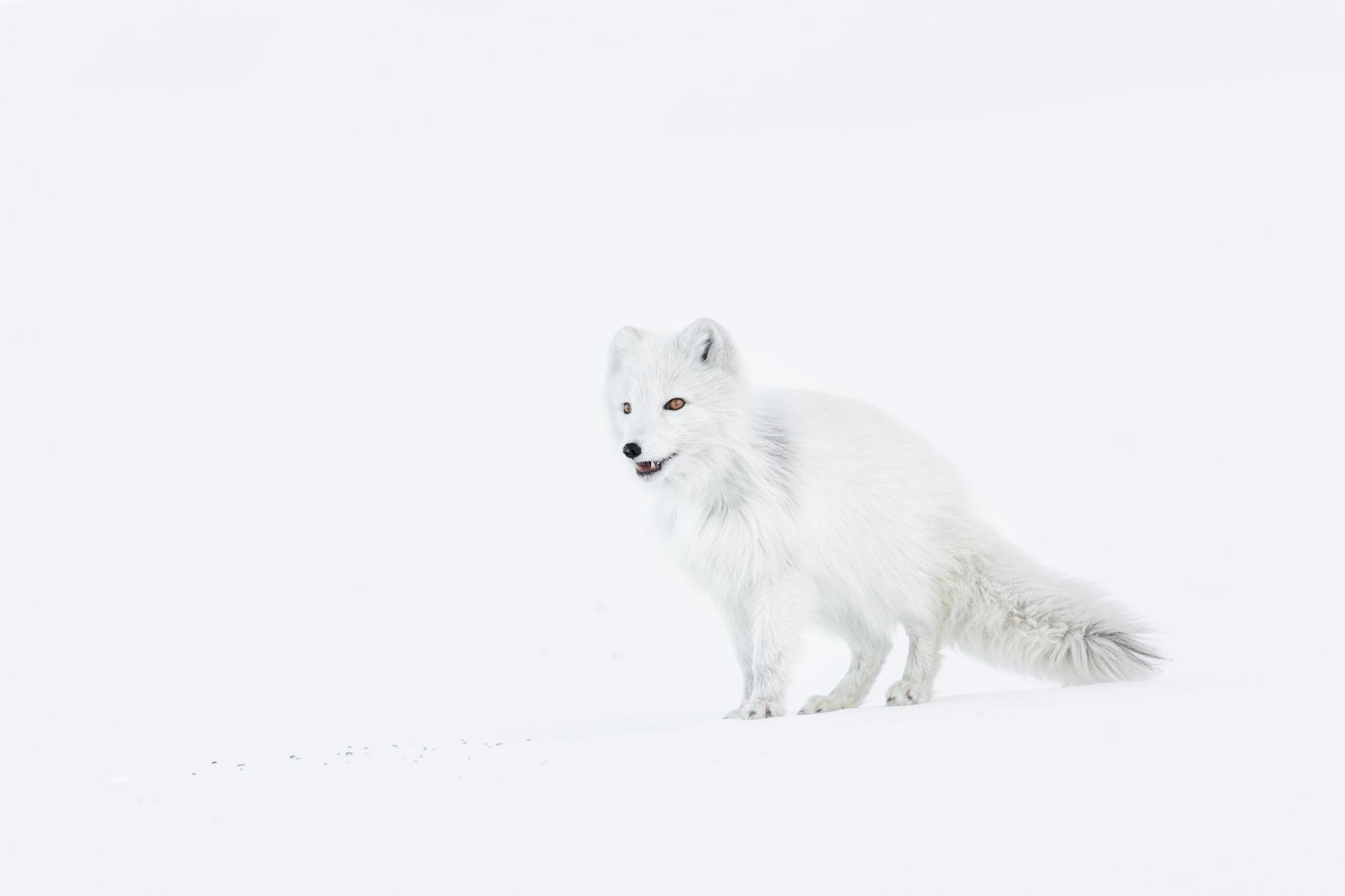 Arctic Fox in Winter