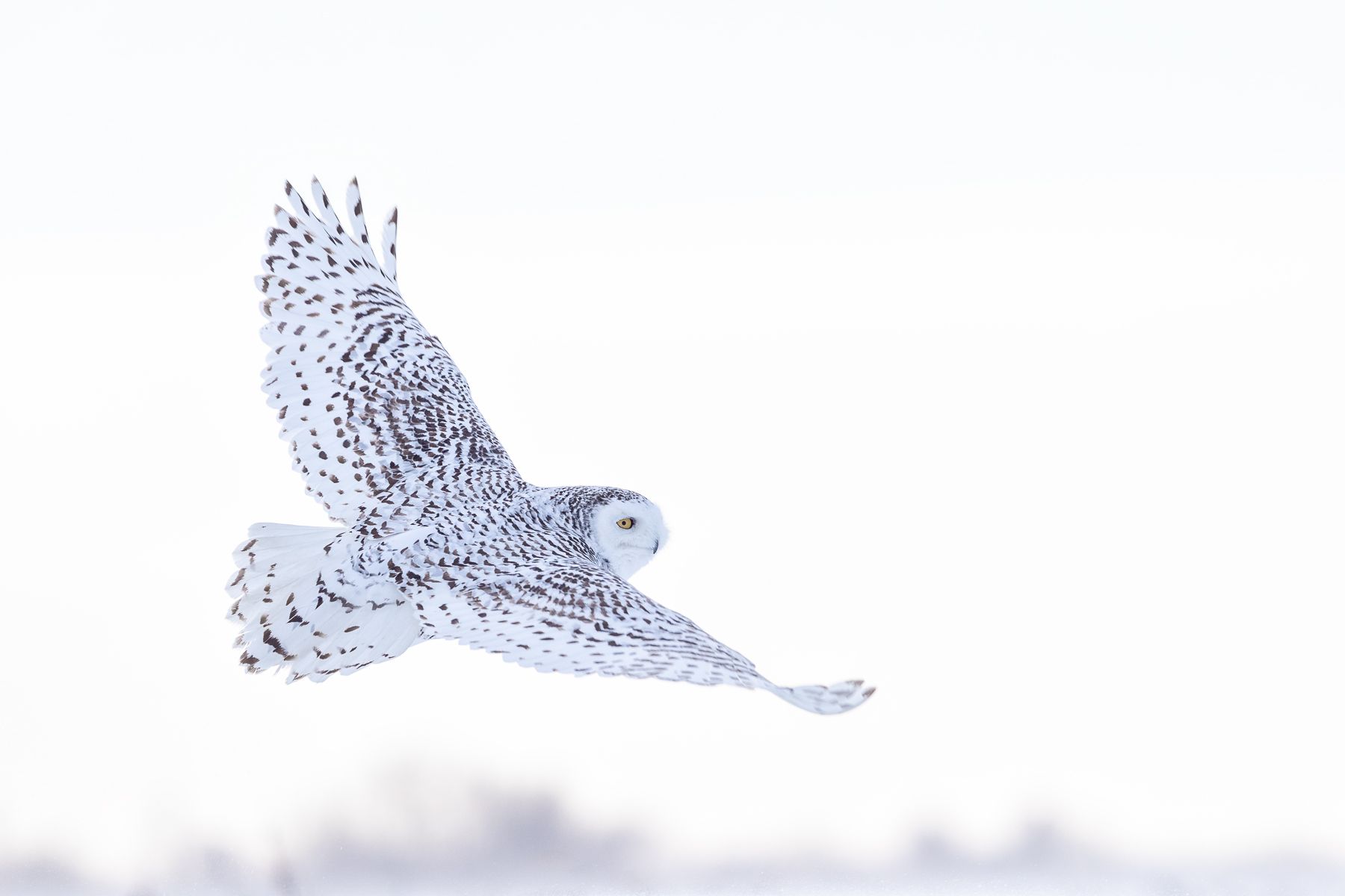 Snowy Owl Photograph by Joshua Holko