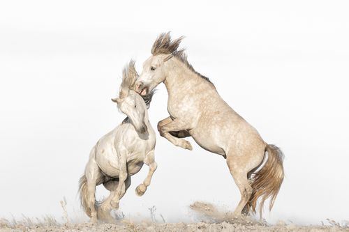 White Horses of the Camargue